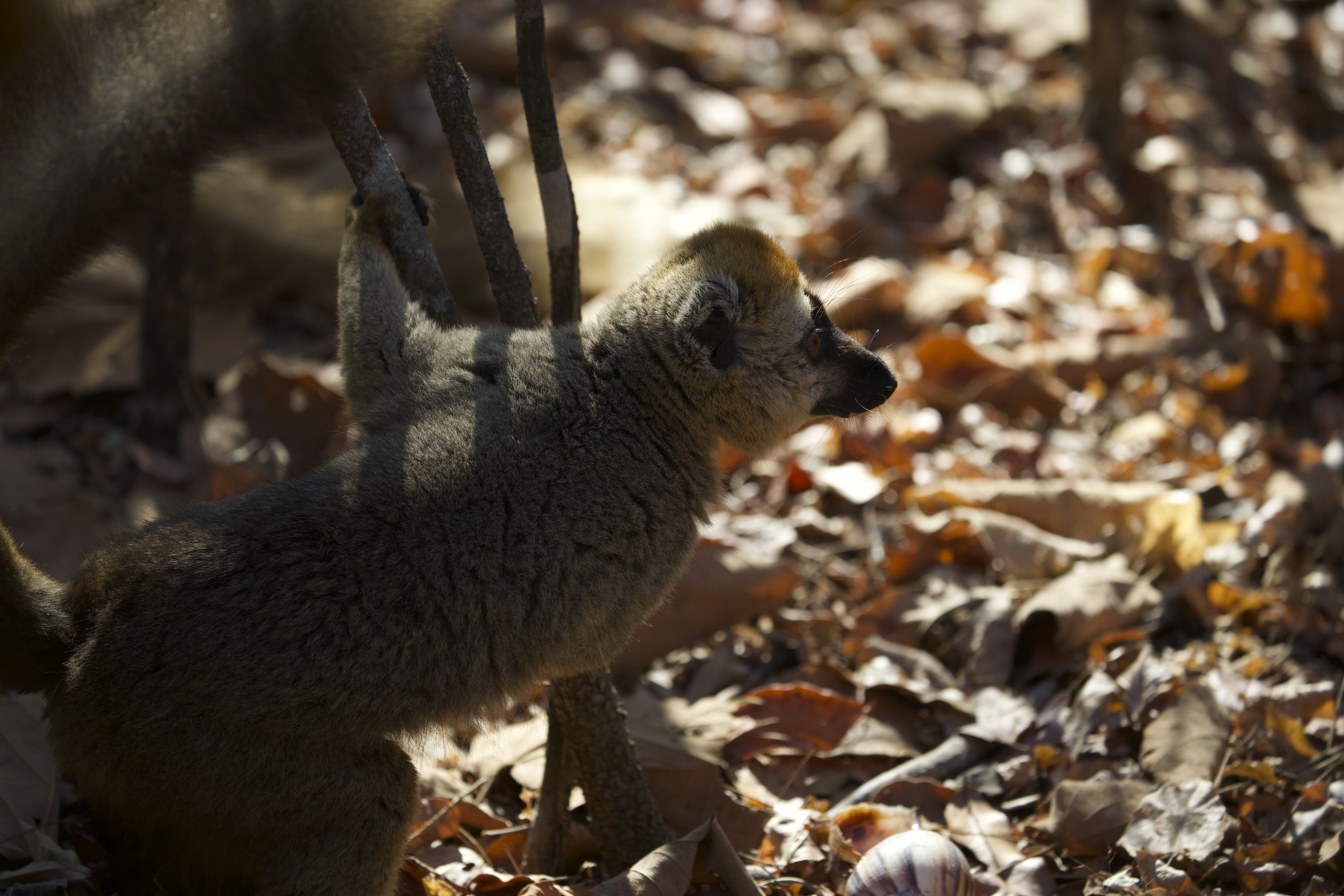 Wildlife photo of a brown lemur on the forest floor